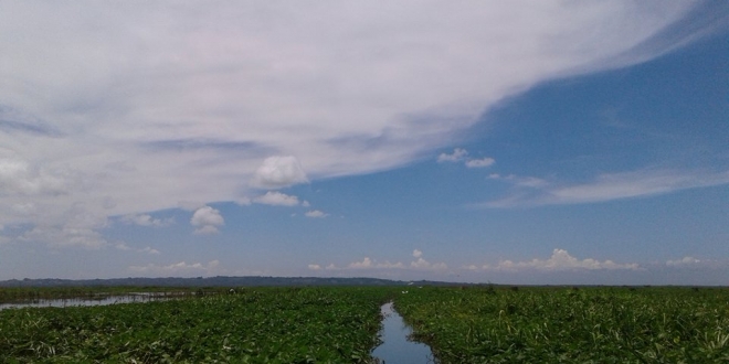 Liguasan Marsh5