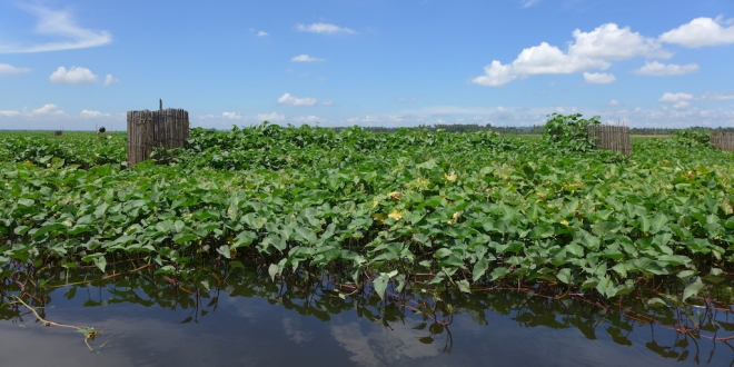 Liguasan Marsh7