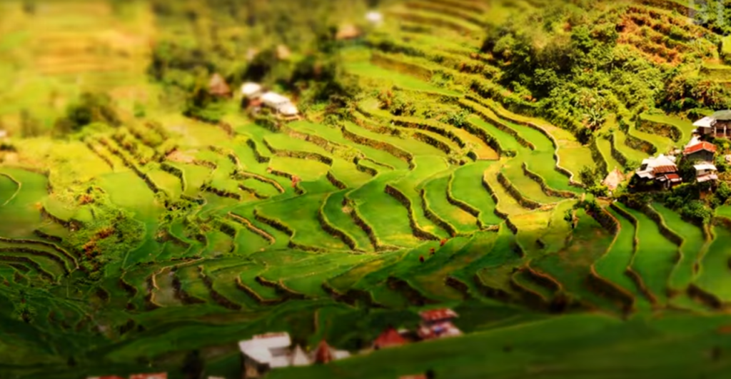 Banaue Rice Terraces6