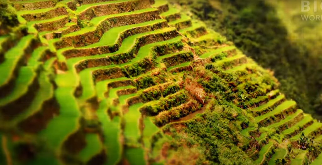 Banaue Rice Terraces7