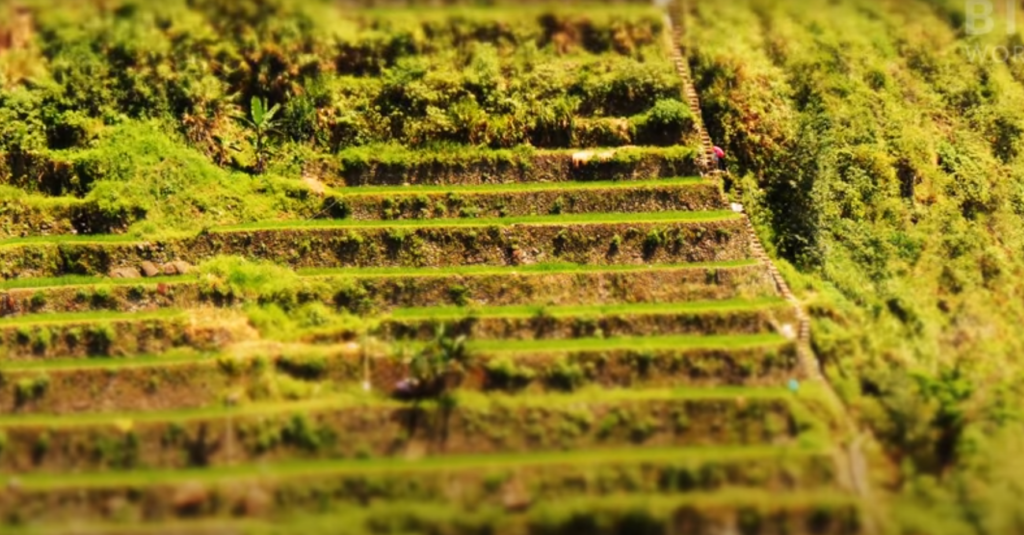 Banaue Rice Terraces8